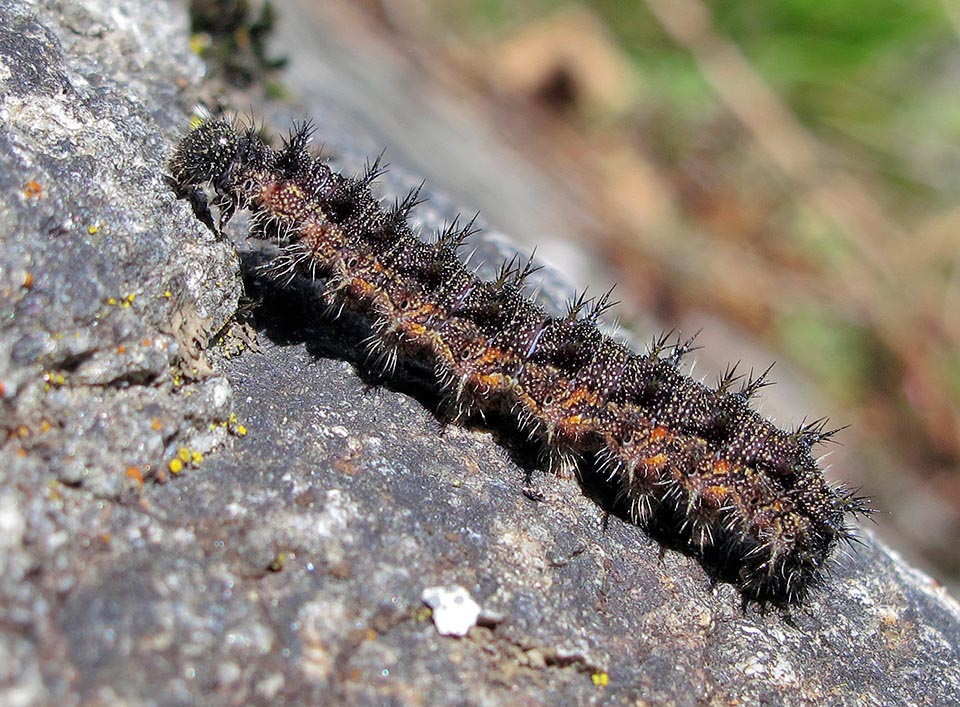 Aglais urticae, Nymphalidae, Mariposa de la ortiga, Ortiguera