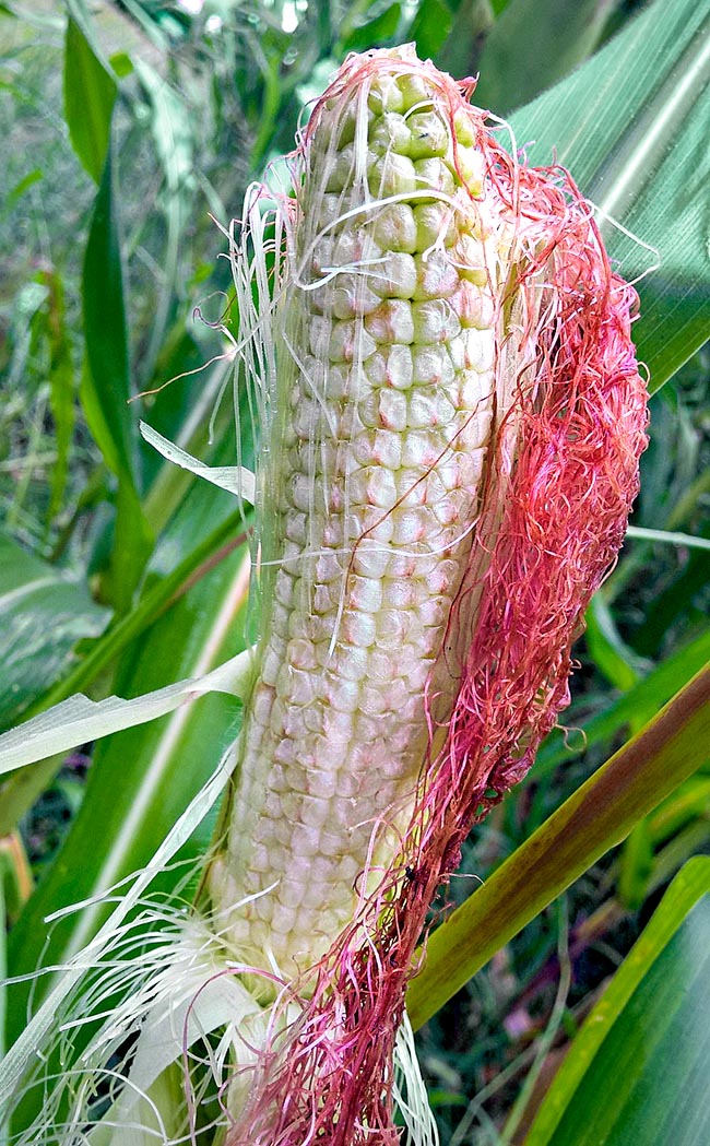 Stripping the ear we note the so-called "milk teeth", the unripe kernels close to their styles 