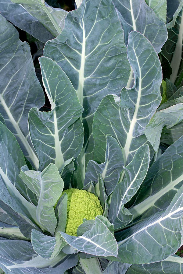 Al mismo grupo pertenece el brócoli de Macerata, parecido al romanesco pero más redondeado © Giuseppe Mazza