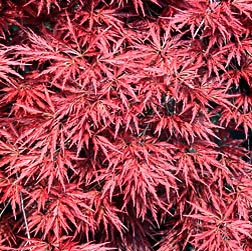 Acer palmatum, Sapindaceae