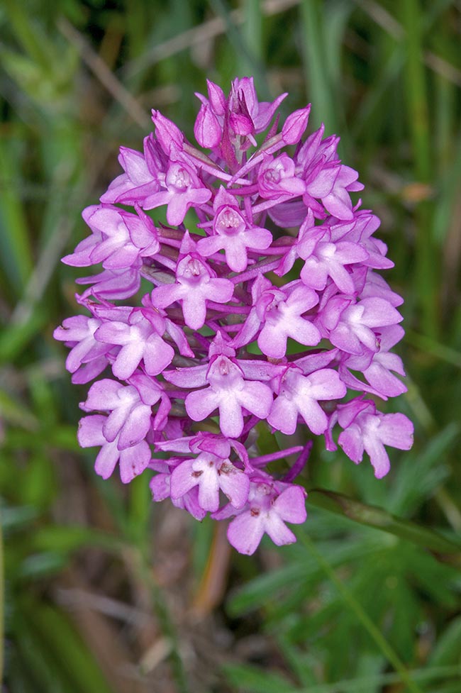 The inflorescence, initially pyramidal, gets progressively cylindrical 