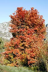 Acer opalus, Sapindaceae