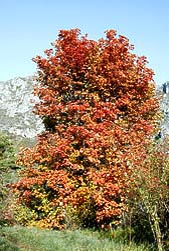 Acer opalus, Sapindaceae