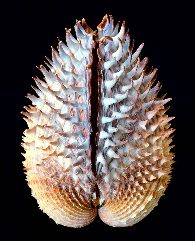 Acanthocardia aculeata, Cardiidae, berberecho espinoso