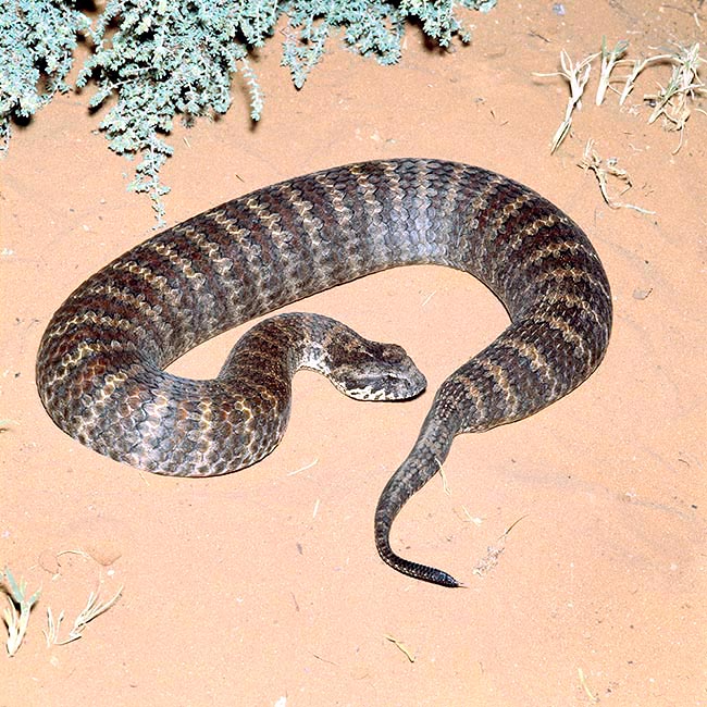 Acanthophis antarcticus, Elapidae, víbora de la muerte común