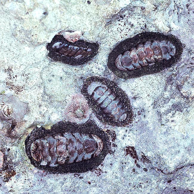Acanthopleura brevispinosa, Chitonidae Acanthopleura brevispinosa, Chitonidae
