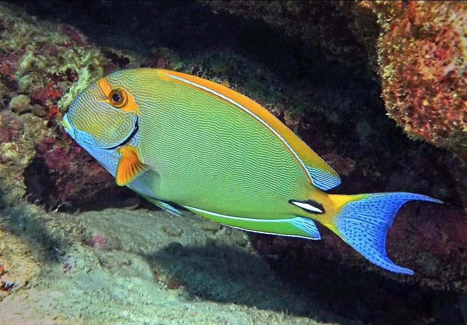 The varicoloured Acanthurus dussumieri is present in the tropical Indo-Pacific from the African coast to the Hawaii. The erectile sharp blade of the caudal peduncle here is protected by a white sheath, surrounded, for giving more emphasis, by a showy black spot. A visual warning, easy to remember, that discourages the inopportunes 