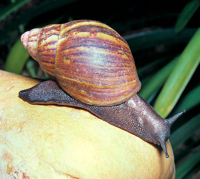 Achatina achatina, Giant African snail, Giant African land snail, Achatinidae