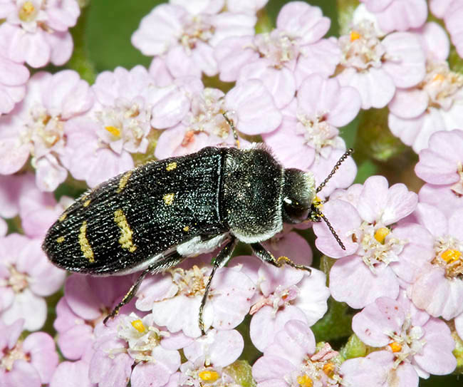 Acmaeoderella flavofasciata, Buprestidae