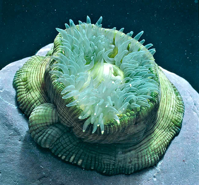Actinia cari, Girdle anemone , Actiniidae
