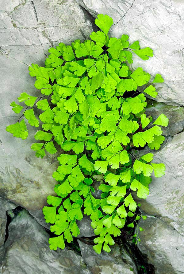 Le foglie, idrorepellenti, non si bagnano, come i capelli di Venere quando uscì dal mare 