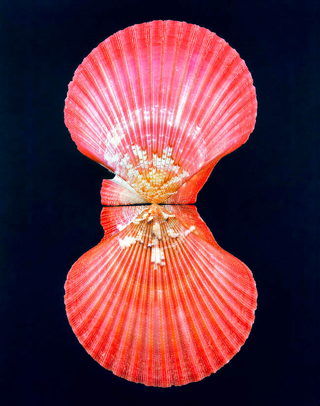 Aequipecten flabellum, Pectinidae