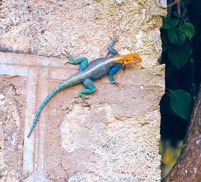 Agama agama, Agamidae, agama común