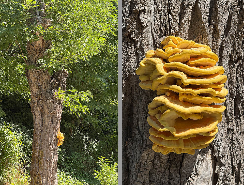 Albero con fungo Laetiporus sulphureus es un parásito que crece únicamente en árboles de hoja ancha. Aquí en un viejo tronco de Robinia pseudoacacia.