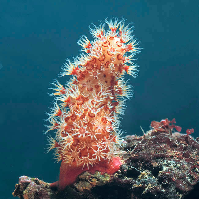 Alcyonium acaule, Alcyoniidae