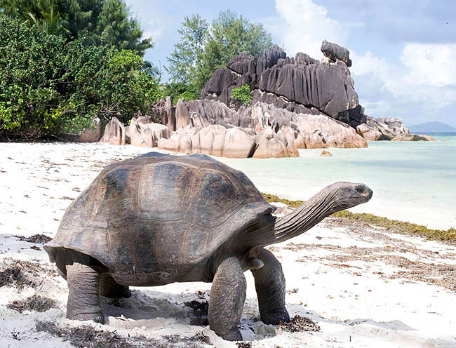 Aldabrachelys gigantea, Dipsochelys elephantina, Testudinidae