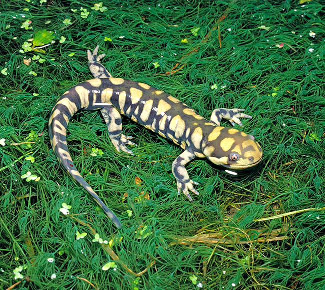 Ambystoma mavortium, Barred tiger salamander, Ambystomatidae