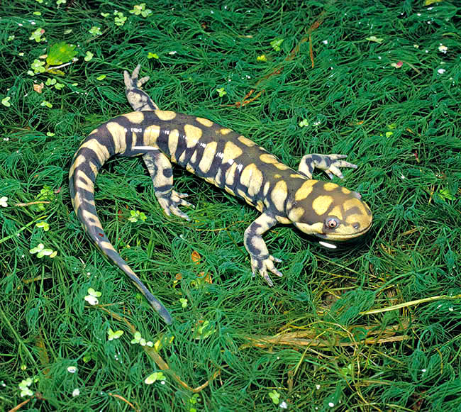 Ambystoma mavortium, Ambystomatidae