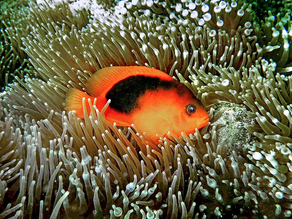 Ce n'est pas une espèce menacée mais elle est rare dans les aquariums car elle cohabite seulement avec deux espèces d'actinies, difficiles à trouver