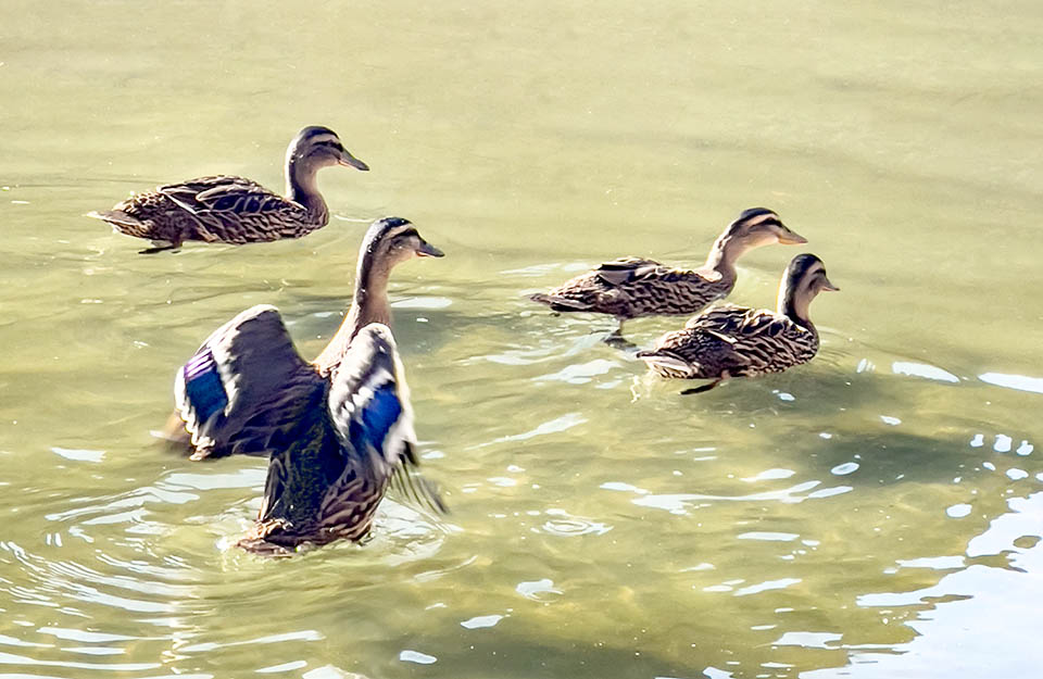 A 50 giorni dalla nascita le remiganti sono quasi cresciute e i giovani Germani reali allenano i muscoli per il loro primo volo, partendo e atterrando da uno specchio d’acqua