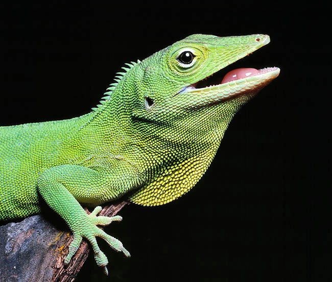 Anolis garmani, Dactyloidae, anolis gigante de Jamaica