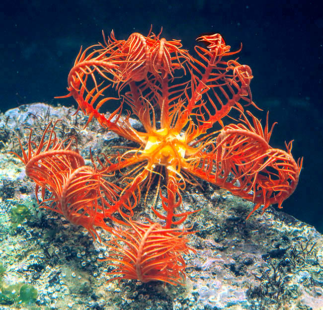 Antedon mediterranea, Antedonidae, comátula mediterránea, clavelina