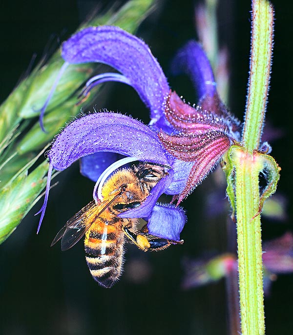The evolution of flower plants is strictly related to the activity of the bees. Some plants, like the wild sage (Salvia pratensis) have even invented footrests and rockers for the visiting pollinators © Giuseppe Mazza