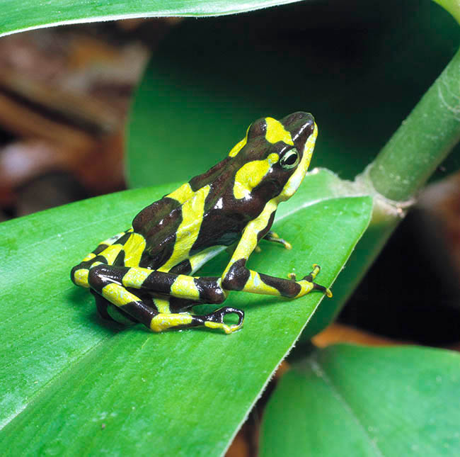 Atelopus varius, Bufonidae, Variable Harlequin Frog