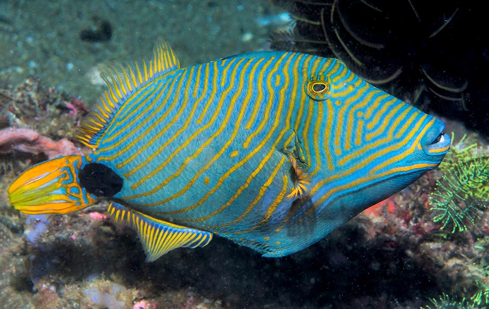 Anche le femmine del Pacifico recano il tratteggio sul muso e le loro fantasiose livree non sono meno spettacolari di quelle maschili