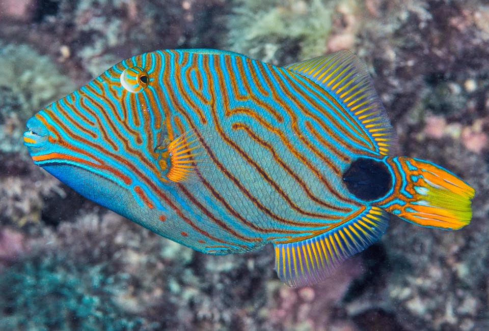 Here for instance another variant. Balistapus undulatus eats sea urchins and sea stars, crustaceans, ascidians, mollusks, annelids, sponges, hydrozoans and madrepore polyps, with preference for those of the genus Acropora. Occasionally also small fishes and algae. Little fished and with such food diversity is not an endangered species