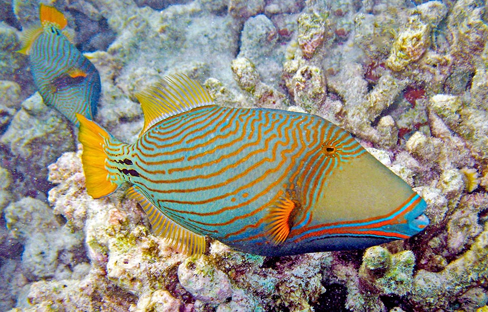 Un mâle aux îles Maldives suivi d'une femelle. Pour la reproduction celle-ci creuse un nid dans le sable et surveille les œufs fécondés jusqu'au moment de l'éclosion