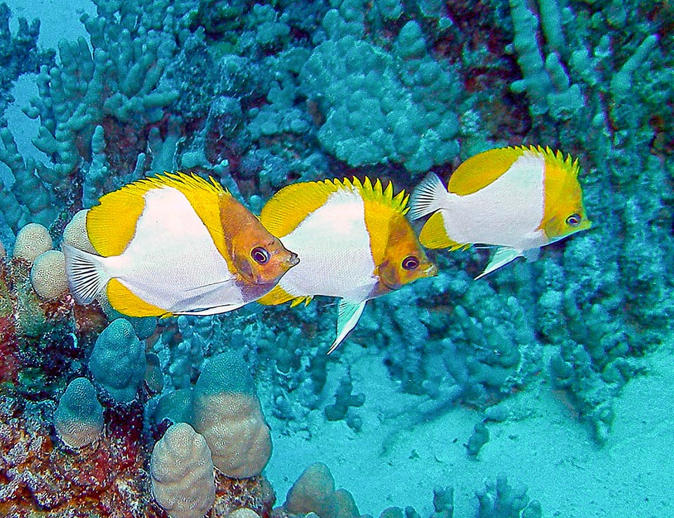 Poisson-papillon atypique il ne vit pas caché parmi les madrépores mais nage souvent sur le côté extérieur des récifs au milieu des courants en se nourrissant de zooplancton 