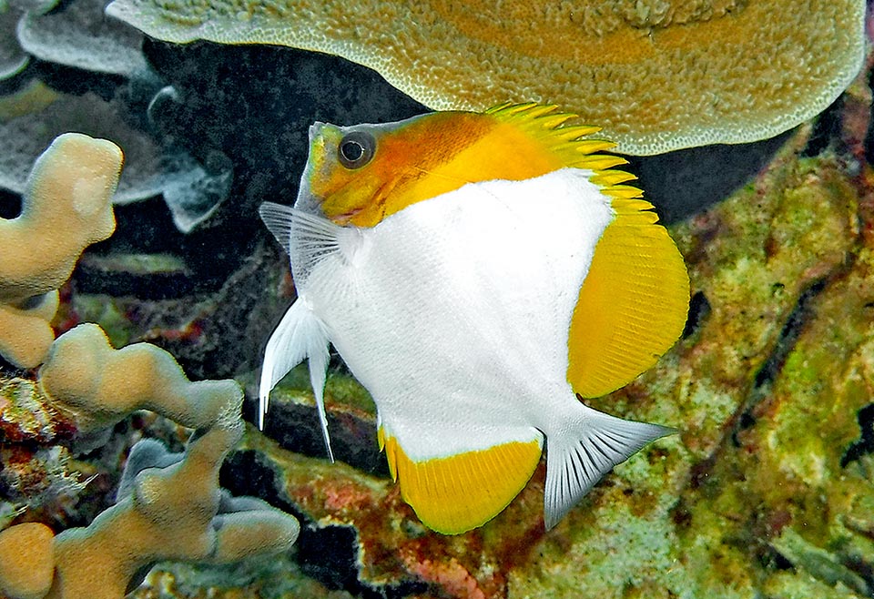 Non è territoriale perché il cibo abbonda, ma anche se vive in gruppo la fecondazione resta un fatto di coppia. Le uova sono affidate alle correnti e non è una specie a rischio