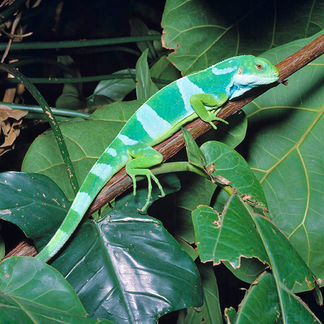 Brachylophus fasciatus, Iguanidae