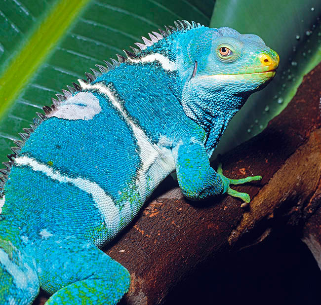 Brachylophus vitiensis, Iguanidae, Iguane à crête des Fidji