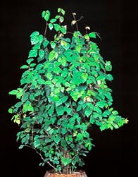 Cissus rhombifolia, Vitaceae