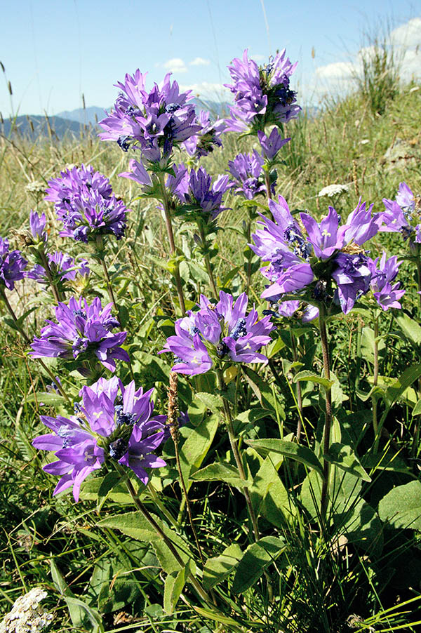 Campanula glomerata Summery flowering with erect 40-70 cm stems. Subspecies of Campanula glomerata born from polymorphism and cultivars.