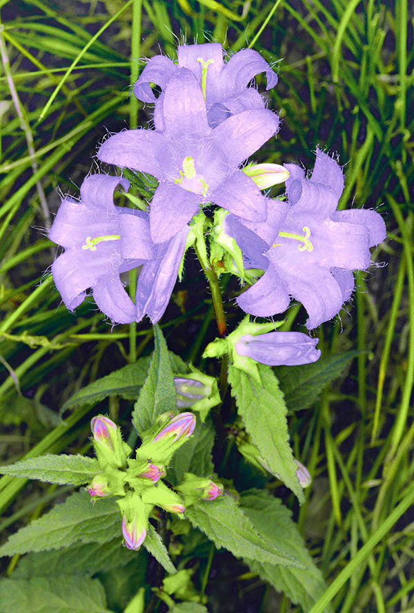 Campanula glomerata Underneath others may bloom, isolated or in small groups, at the upper cauline leaves axil.