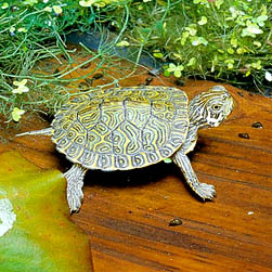 Pseudemys concinna Monaco Nature Encyclopedia