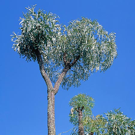 Árbol sudafricano, decorativo y con virtudes medicinales © Giuseppe Mazza