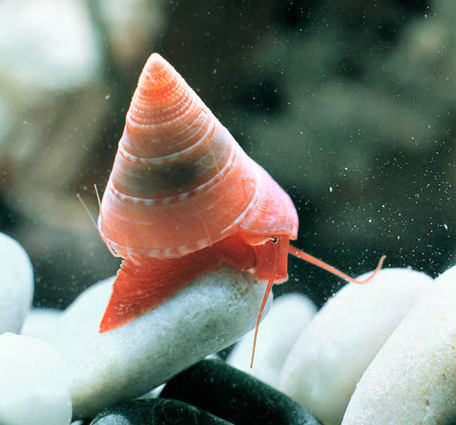 Calliostoma zizyphinum, Calliostomatidae Calliostoma zizyphinum, Calliostomatidae