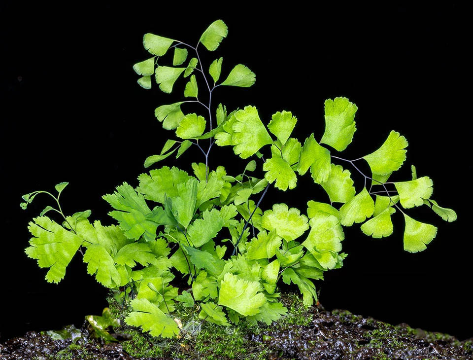 3 months after birth, the seedlings have already well differentiated fronds