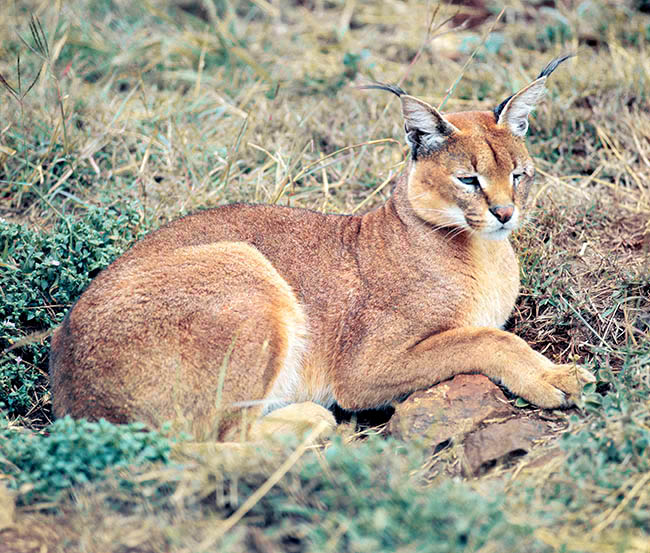 Caracal caracal, Felidae, lynx du désert