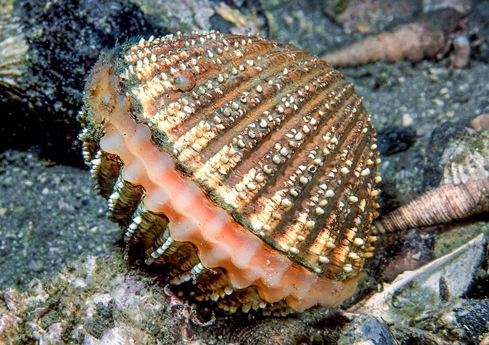 Acanthocardia aculeata è noto anche come Cardium aculeatum