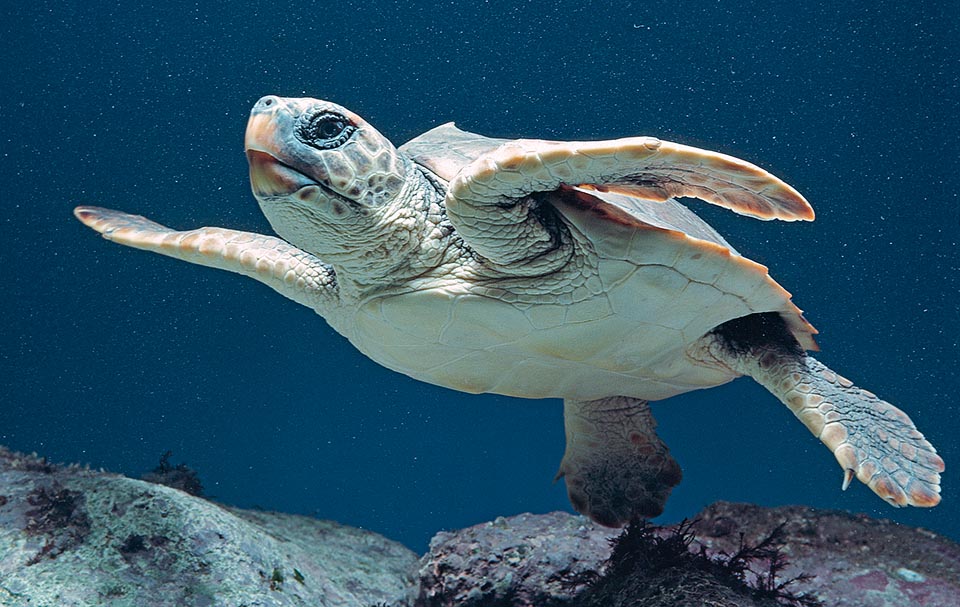 Caretta caretta, Cheloniidae, Caouanne