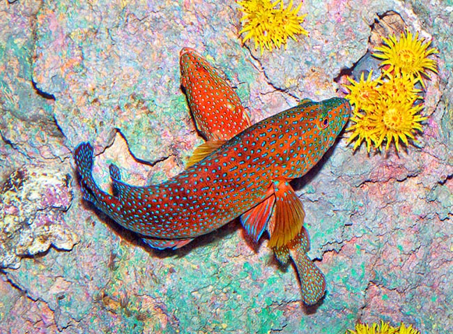 Cephalopholis miniata, Serranidae, Cherna roja, Mero coral en cópula Cephalopholis miniata, Serranidae, Cherna roja, Mero coral