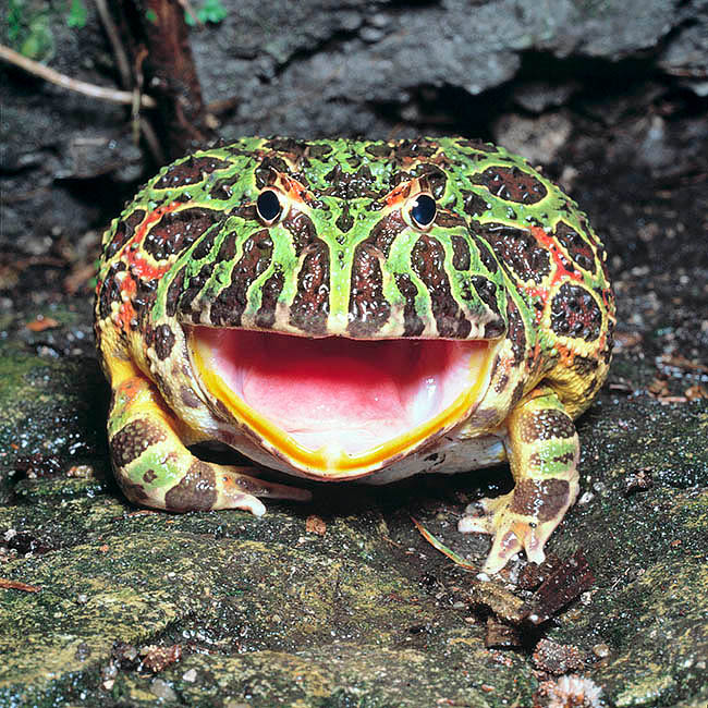 Ceratophrys ornata, Ceratophryidae, Ornate Horned Frog, Argetine Horned Frog