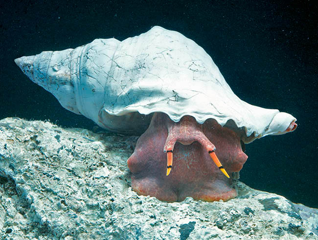 Charonia lampas, caracola, Ranellidae, bocina