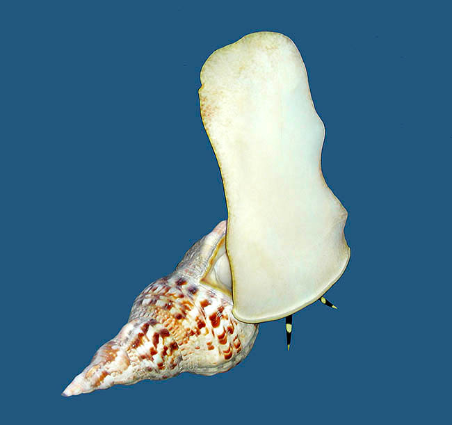 Charonia tritonis, Triton's trumpet shell, giant triton, Pacific triton, Ranellidae