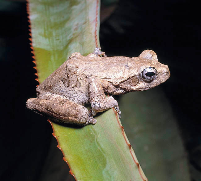 Chiromantis xerampelina, Rhacophoridae, Rainette grise africaine 